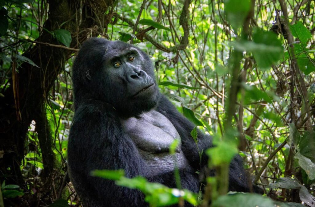 Ultimate Guide to Gorilla Trekking in Africa: An Adventure of a Lifetime